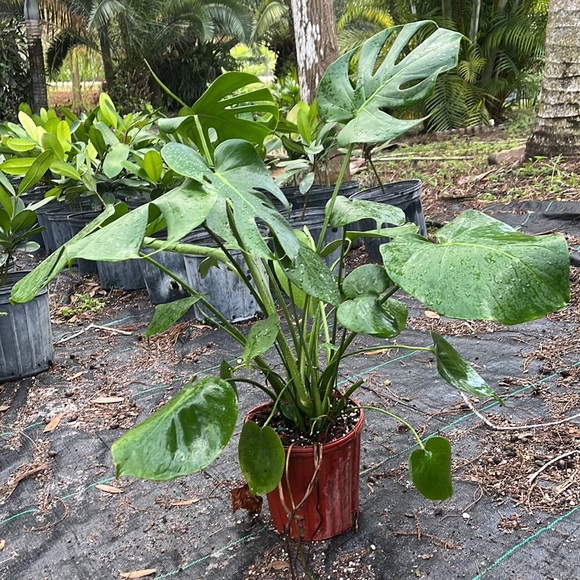 Beautiful Monstera- 1 gallon⭐️✅🪴💚 - Picture 5 of 5